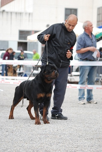 CH. Filou of Krie Gerische Schawarz - v 1 open classe ;best male ,best of breed