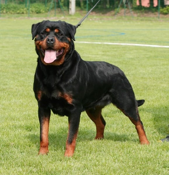 Kora von hause milsped - OPEN CLASS V 2