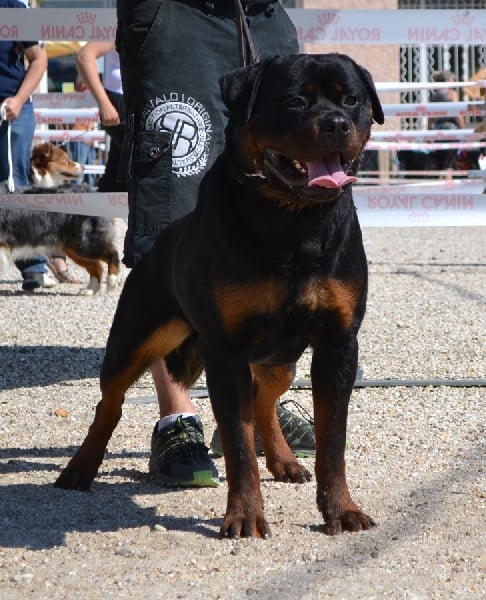 CH. Filou of Krie Gerische Schawarz - v1 cacs meilleur de race