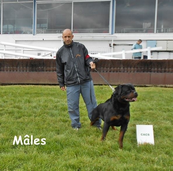 CH. Filou of Krie Gerische Schawarz - OPEN CLASS V1 cacs meilleur male