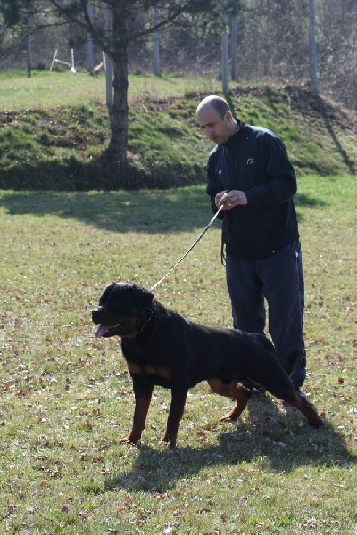 CH. Filou of Krie Gerische Schawarz - V1 CLASSE JEUNE