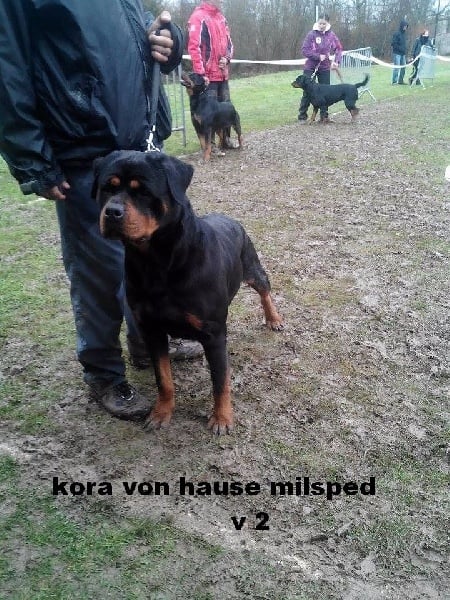 Kora von hause milsped - classe ouverte femelle v 2