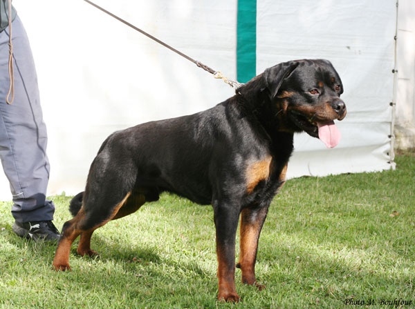 CH. Filou of Krie Gerische Schawarz - EXCELLENT