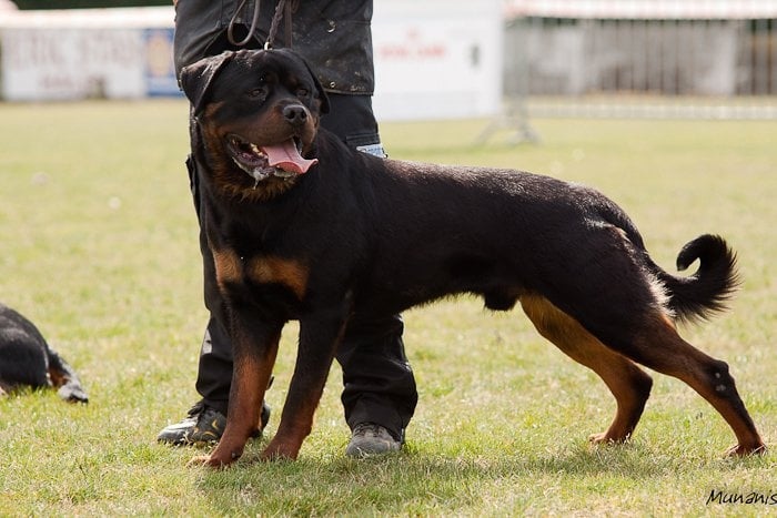 CH. Filou of Krie Gerische Schawarz - sg 5