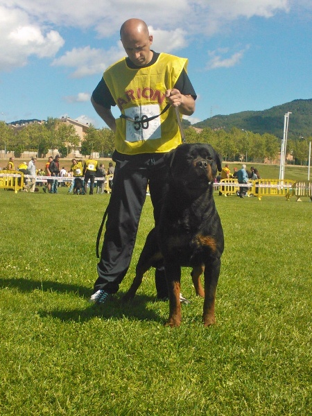 CH. Filou of Krie Gerische Schawarz - v