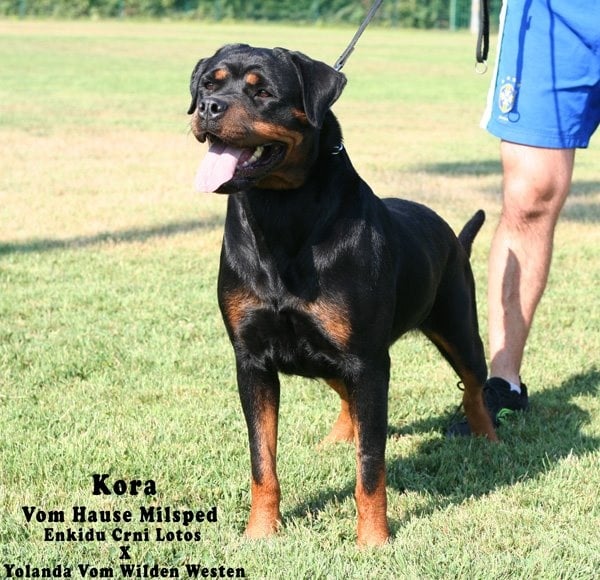 Kora von hause milsped - SG