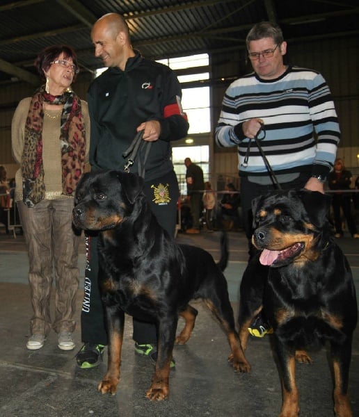 CH. Filou of Krie Gerische Schawarz - cacib +bob
