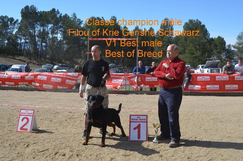 CH. Filou of Krie Gerische Schawarz - V 1 BEST MALE best of breed