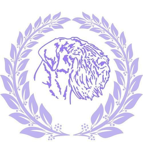 Victoria des Iris Bleus - 1er Excellent RCAC