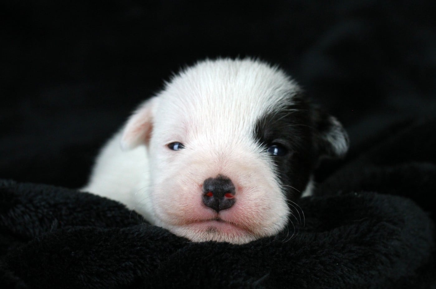 Parson Russell Terrier - des very important Parson