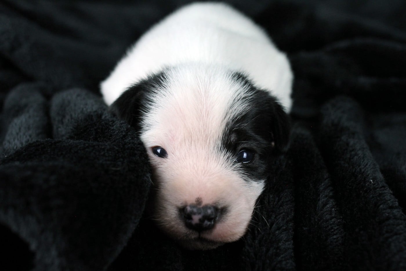 Parson Russell Terrier - des very important Parson