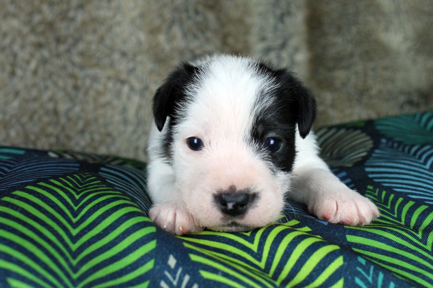 CHIOT 4