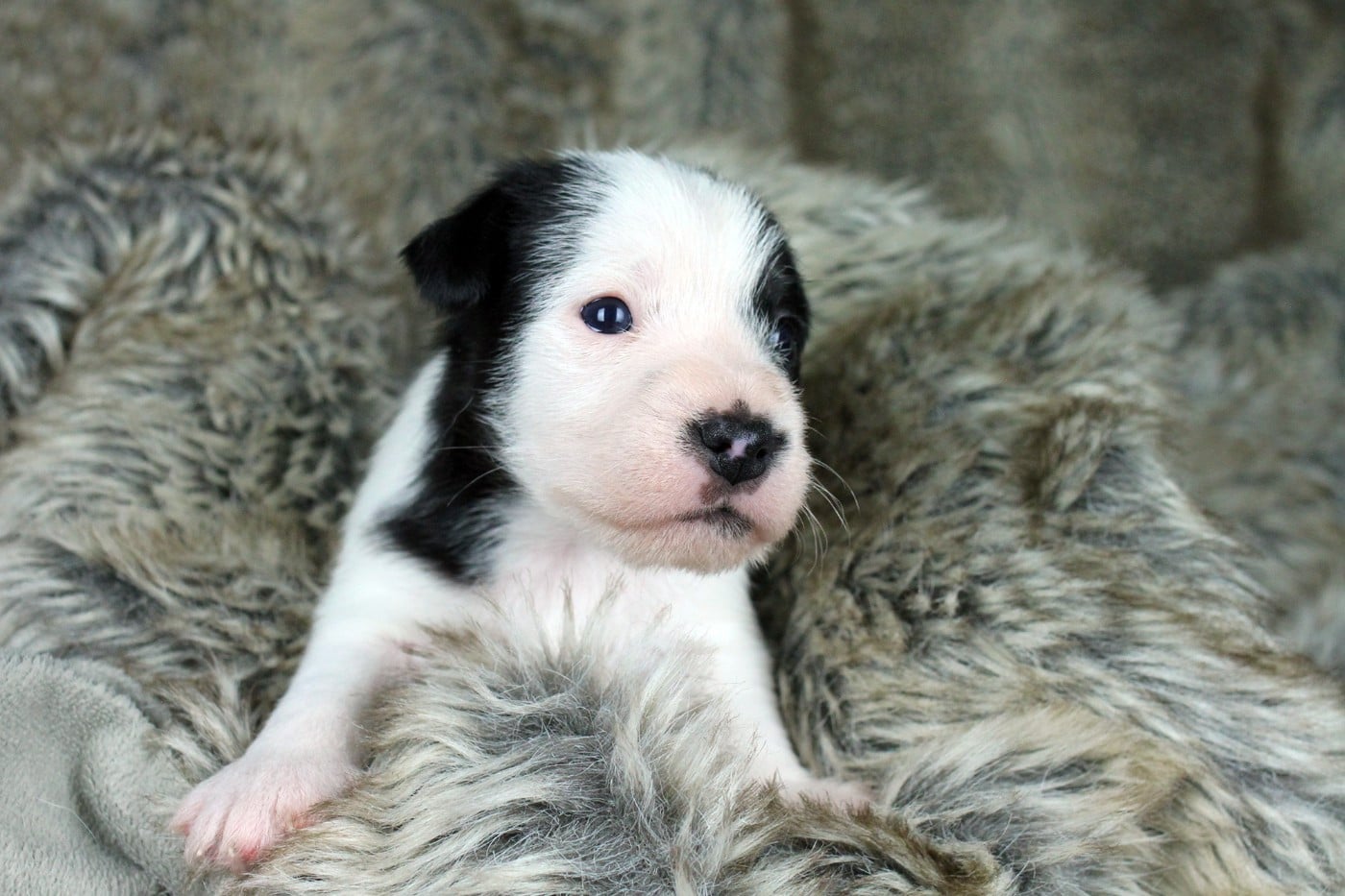 CHIOT 4