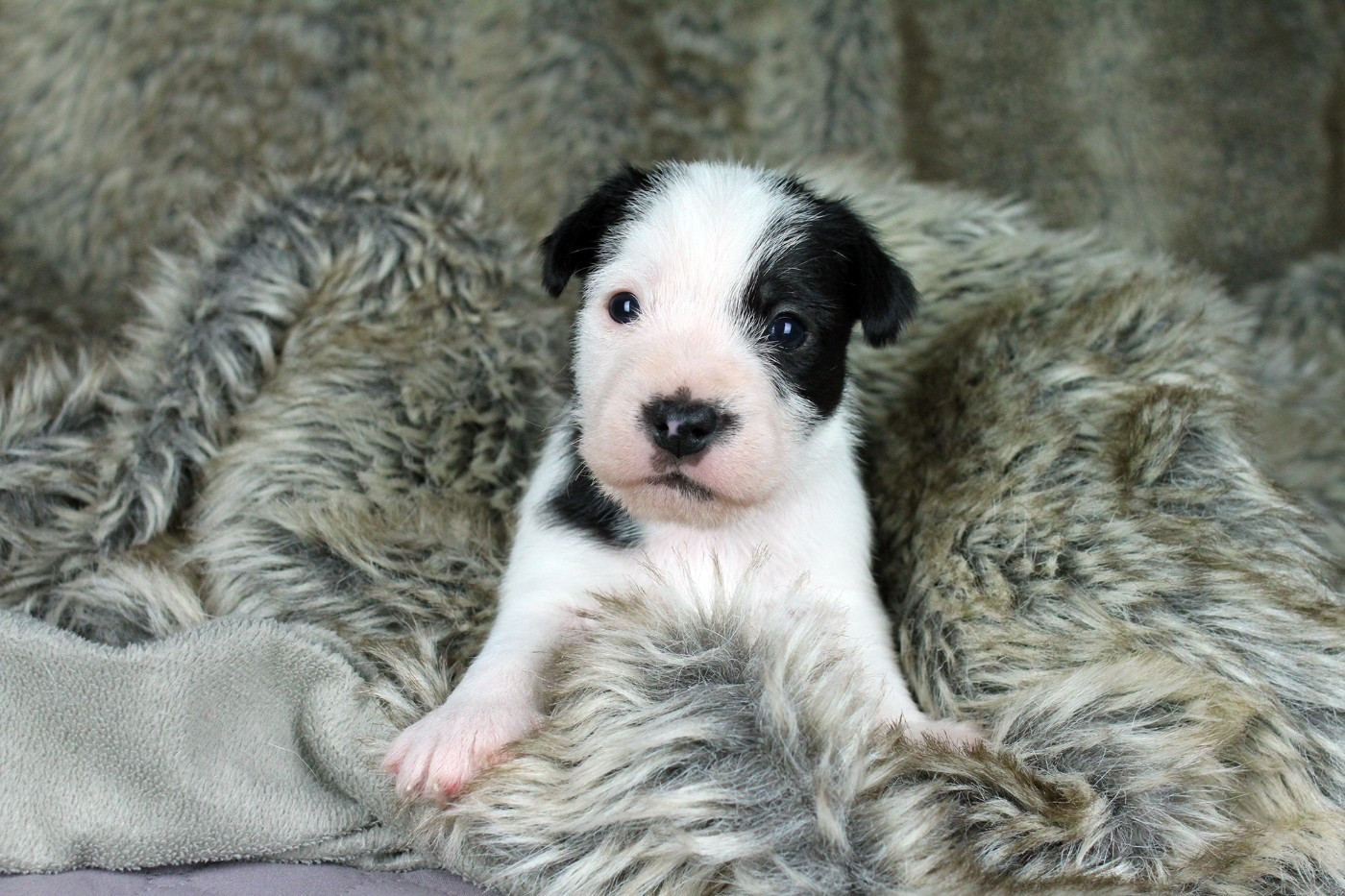 CHIOT 4