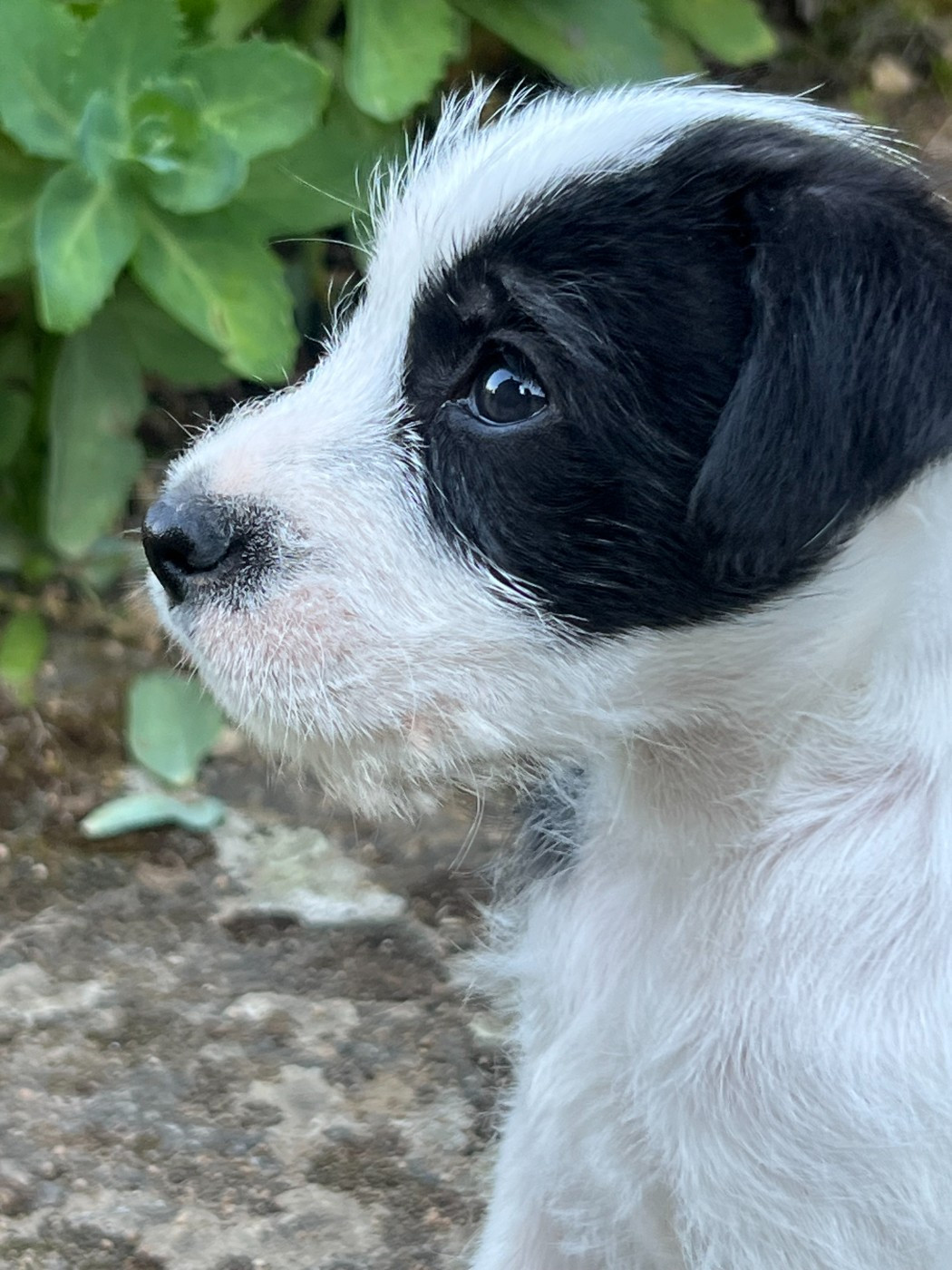 Parson Russell Terrier - des very important Parson