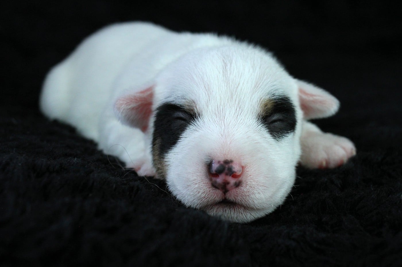 CHIOT 3
