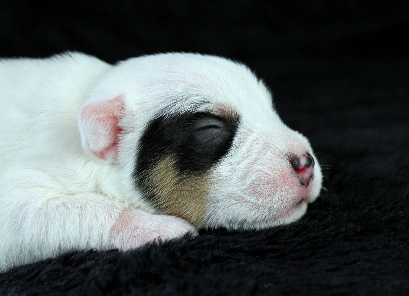 CHIOT 3