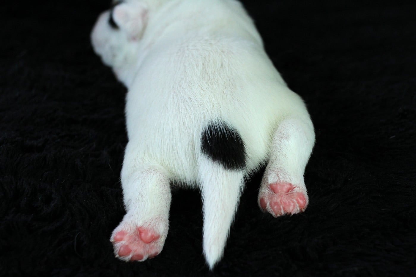 CHIOT 3