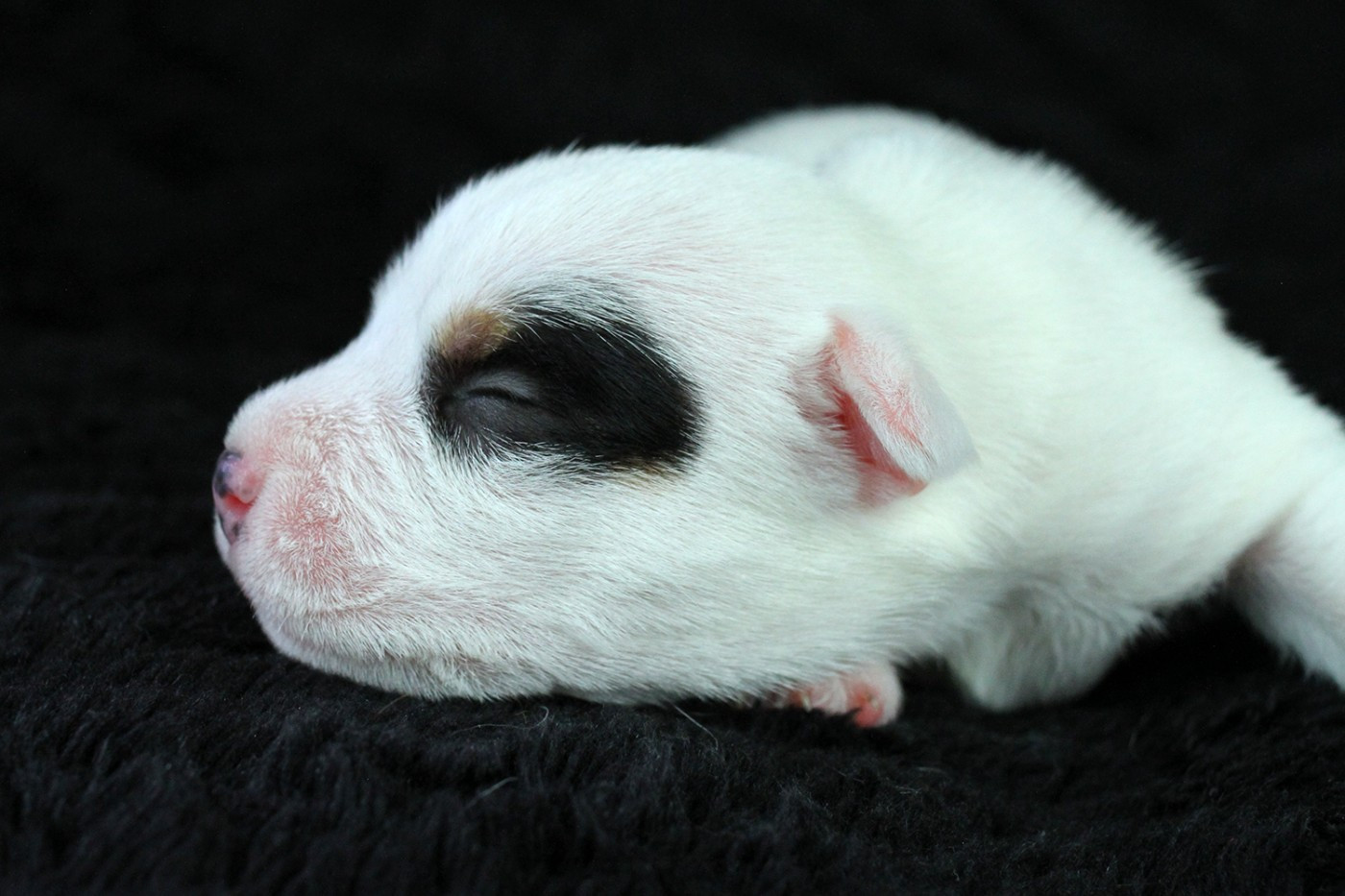 CHIOT 3