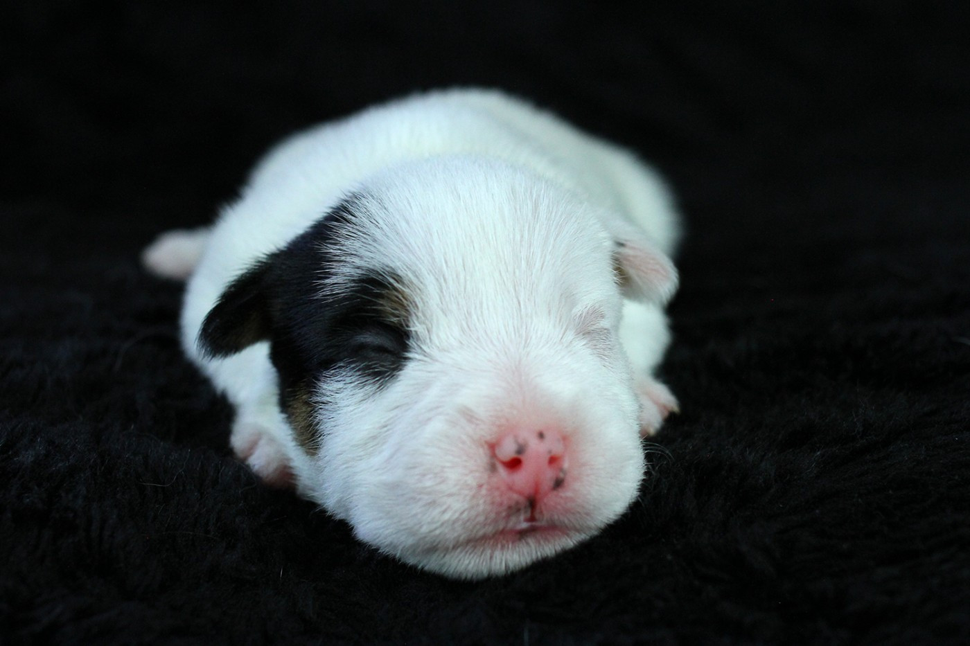 CHIOT 4