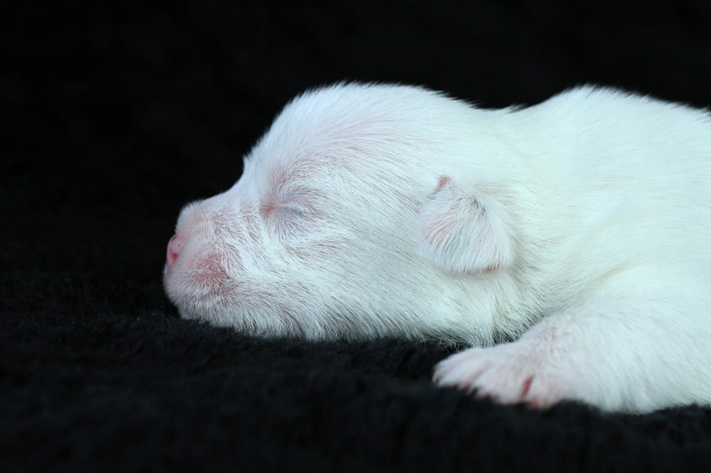 CHIOT 4