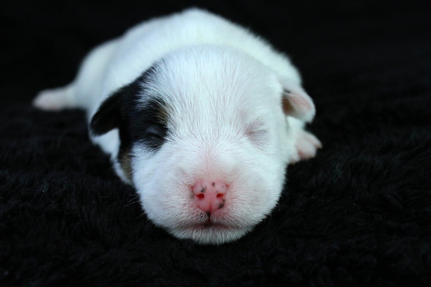 CHIOT 4