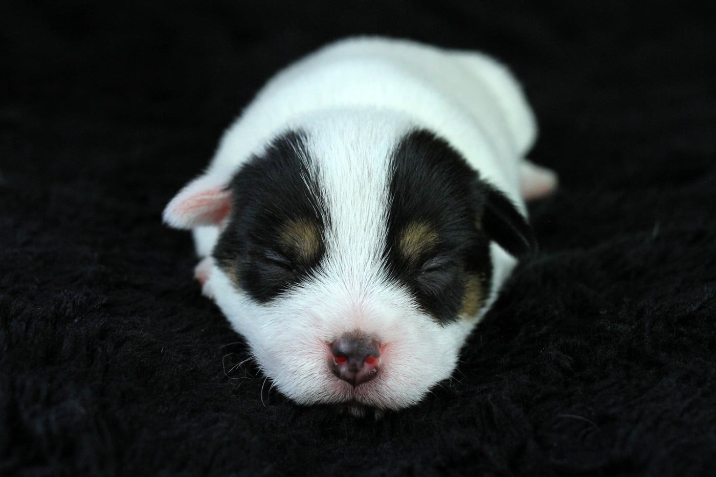 CHIOT 5