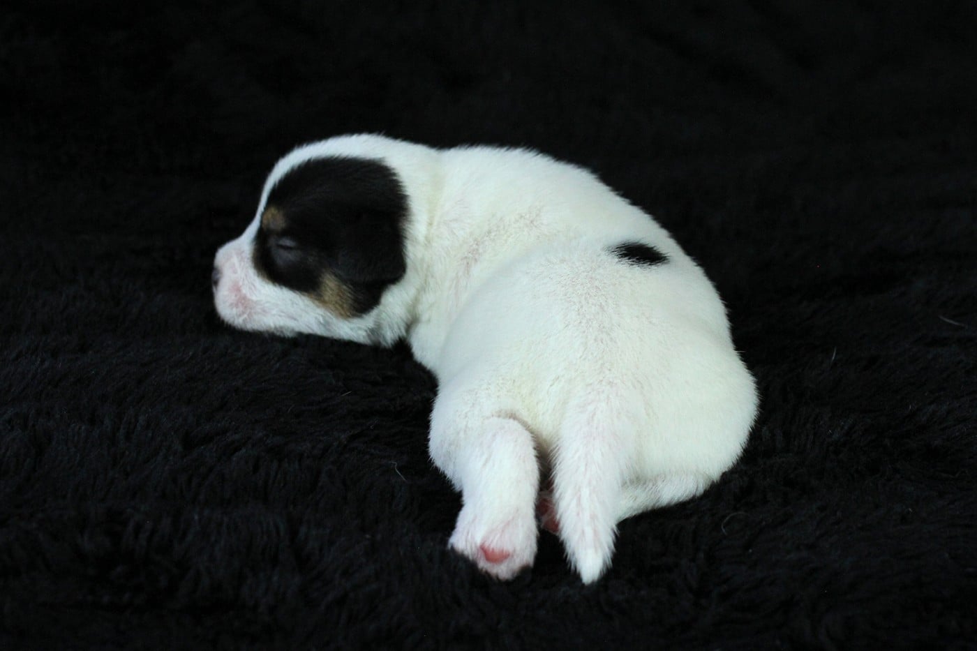 CHIOT 5