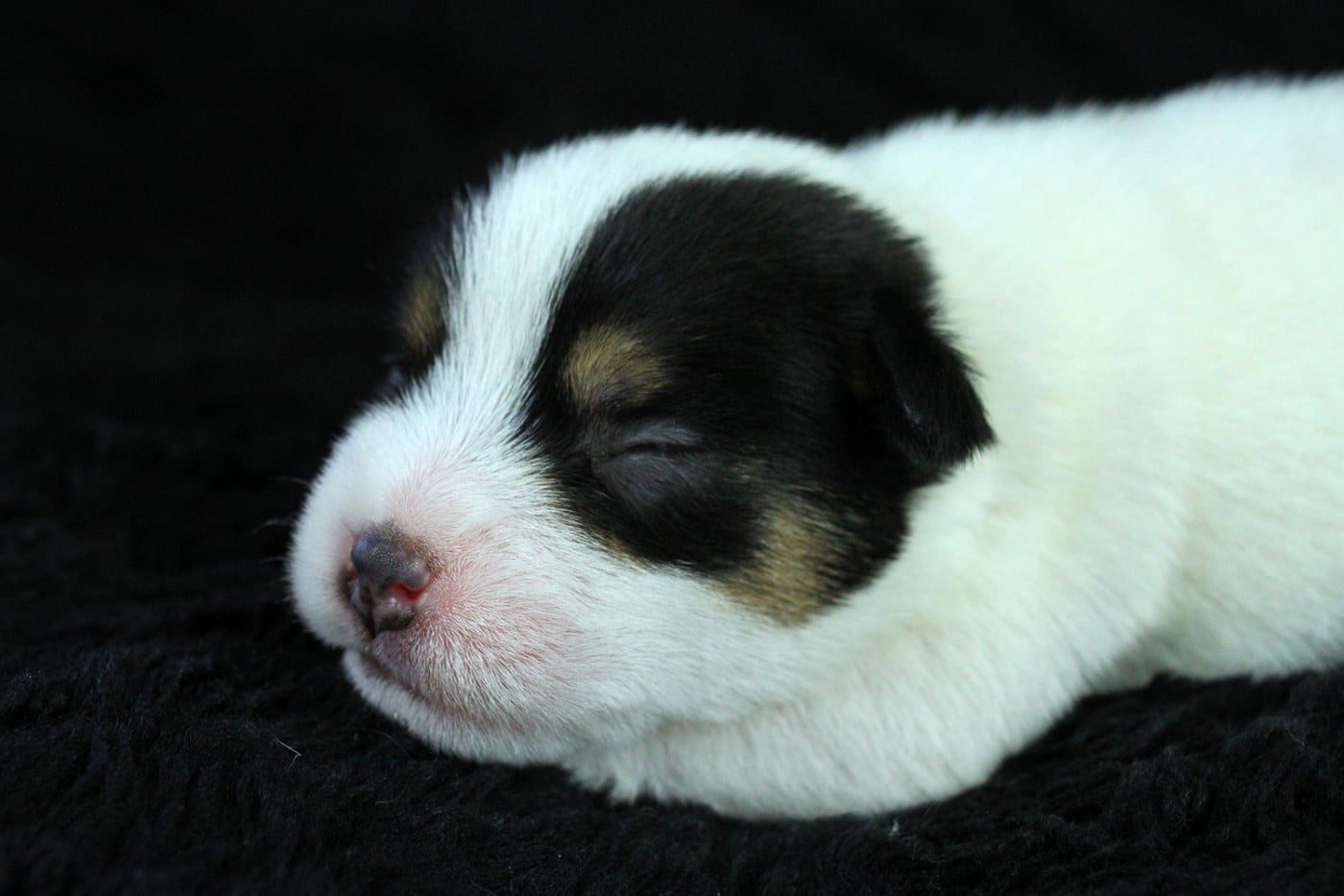CHIOT 5