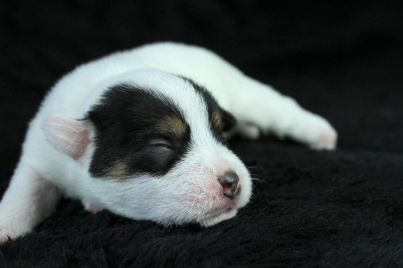 CHIOT 5