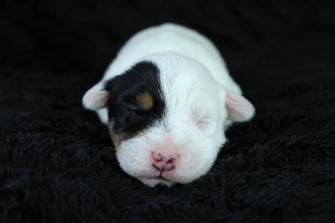 CHIOT 6