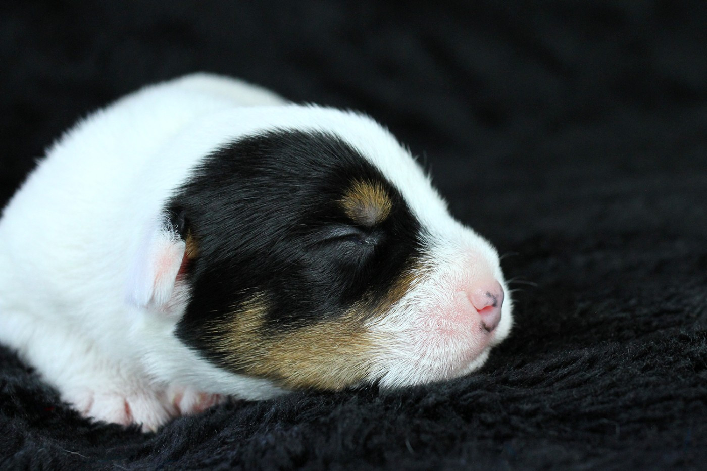 CHIOT 6