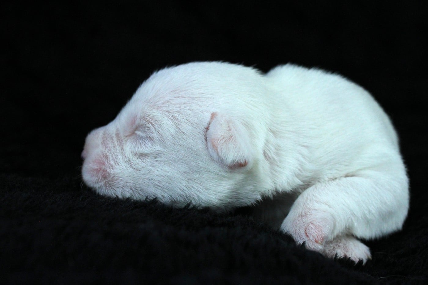 CHIOT 6