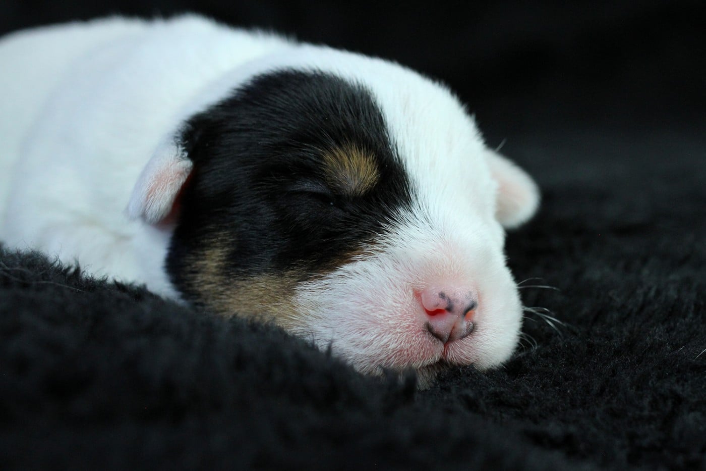 CHIOT 6