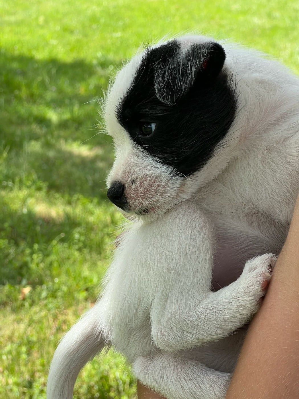 Parson Russell Terrier - des very important Parson