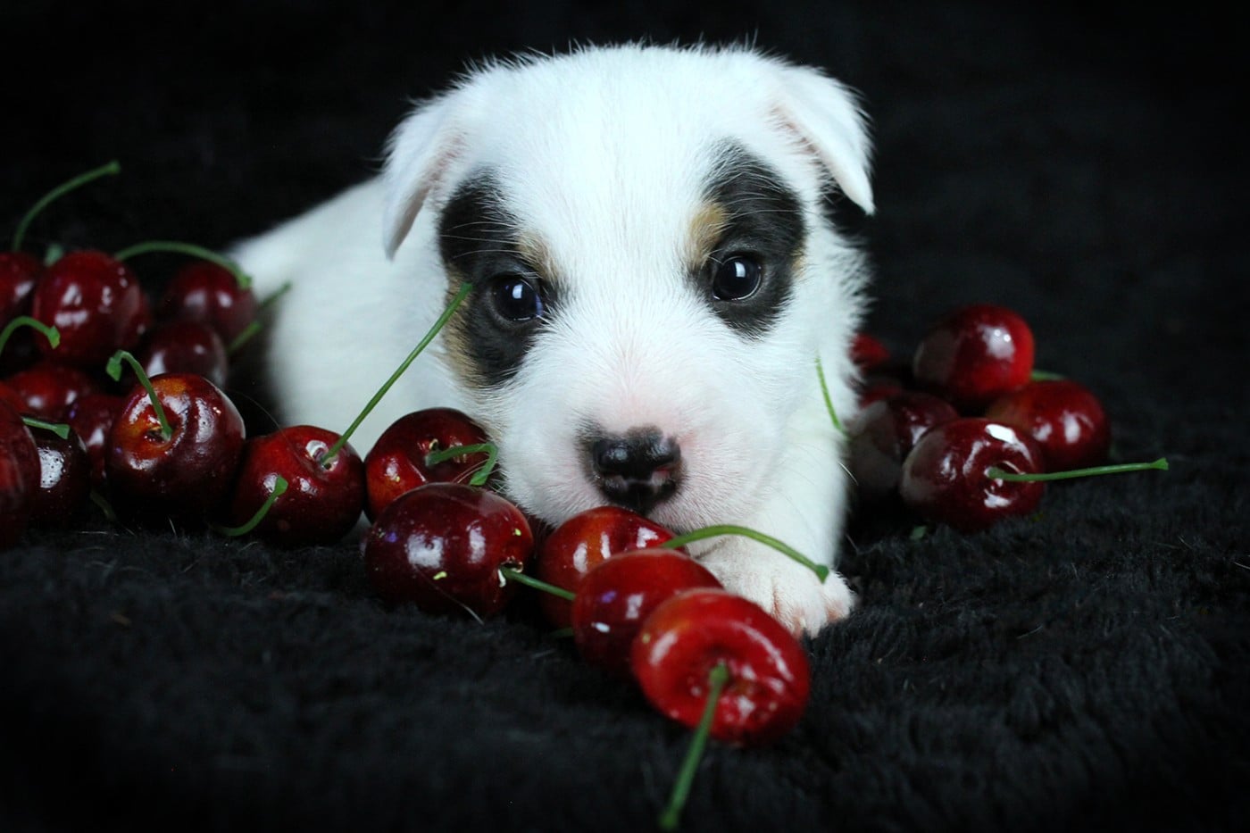 Parson Russell Terrier - des very important Parson