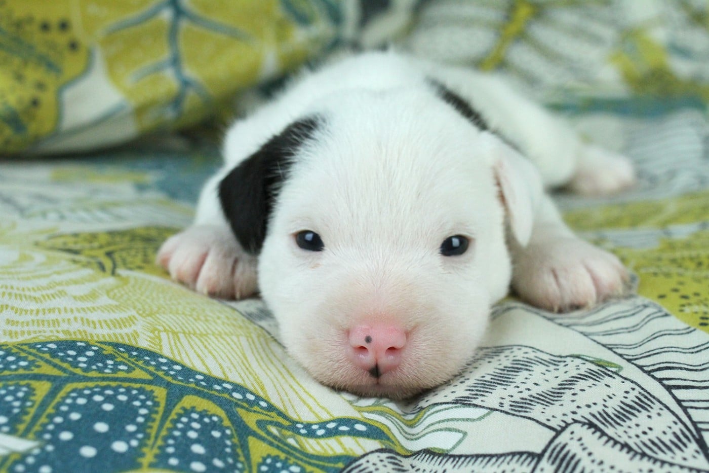 Parson Russell Terrier - des very important Parson
