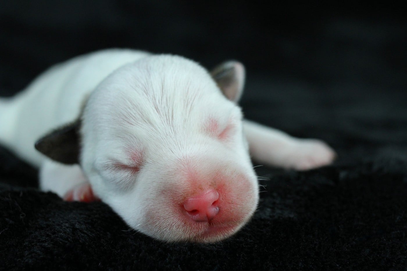 CHIOT 5