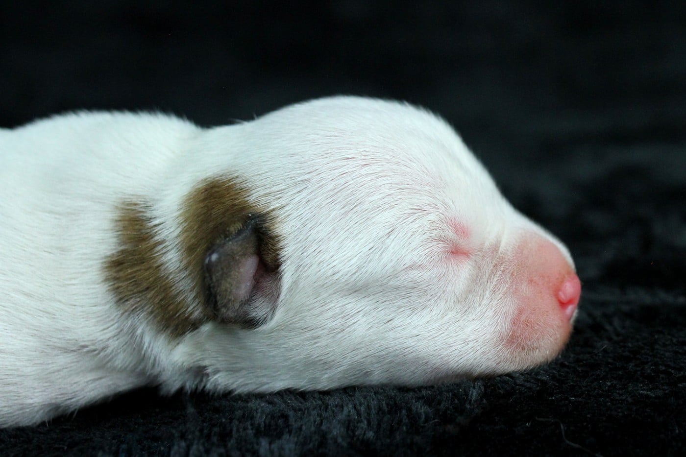 CHIOT 5
