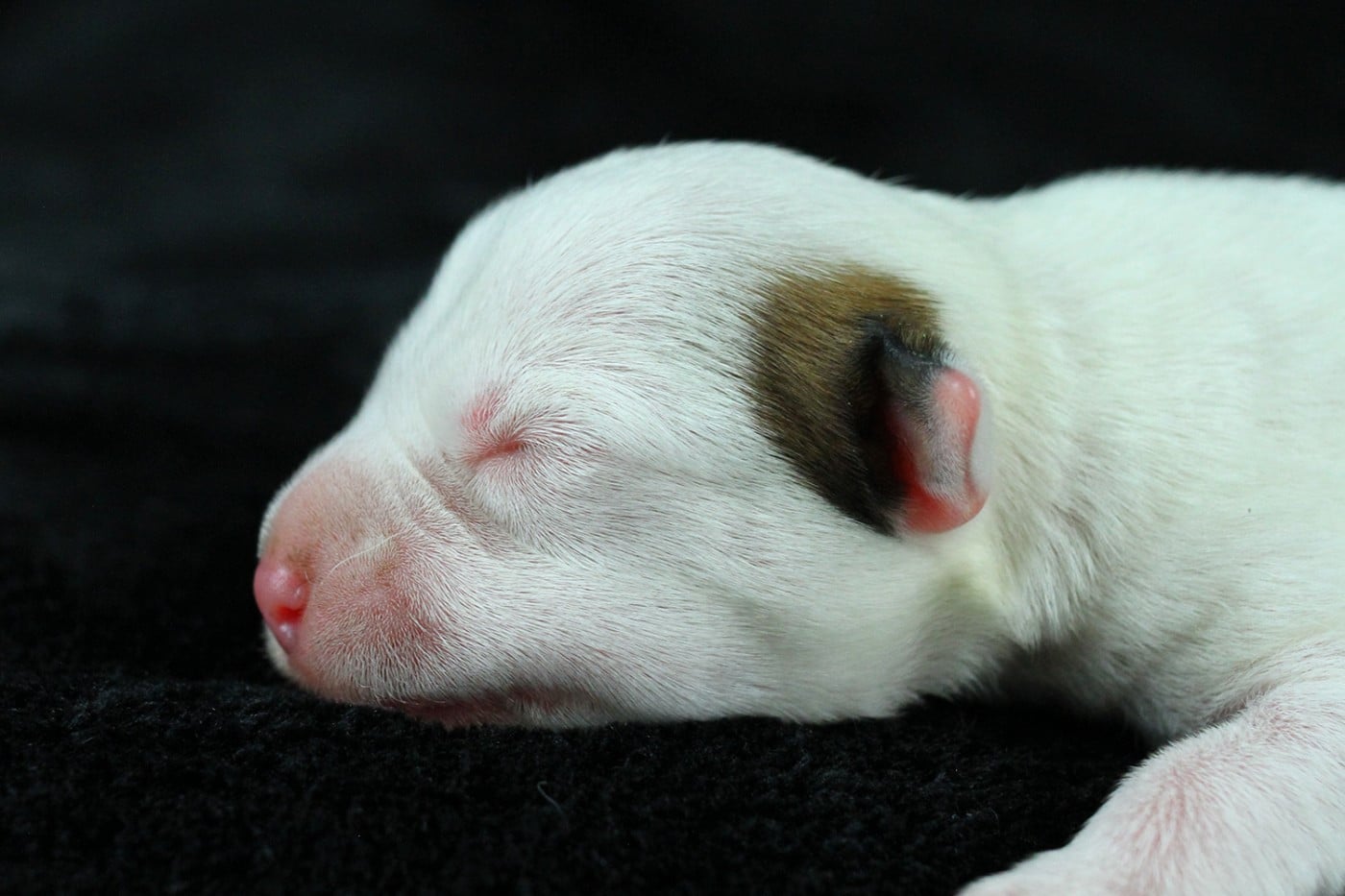 CHIOT 5