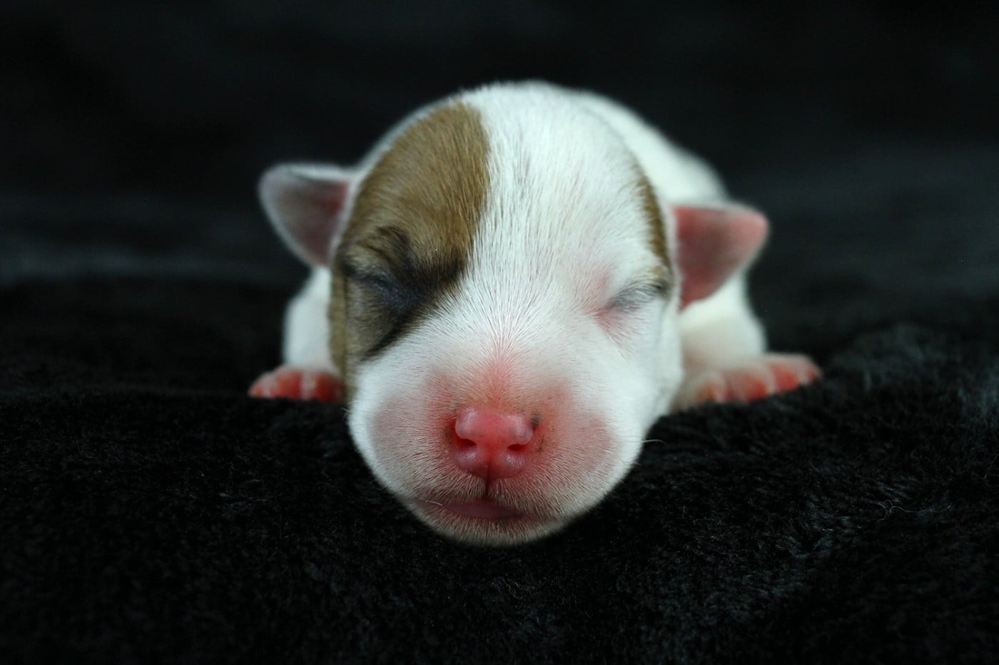CHIOT 6