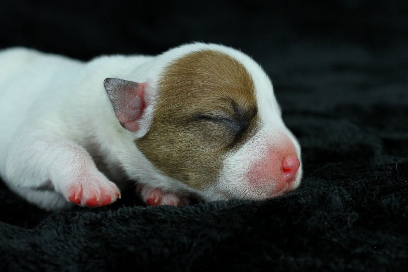 CHIOT 6