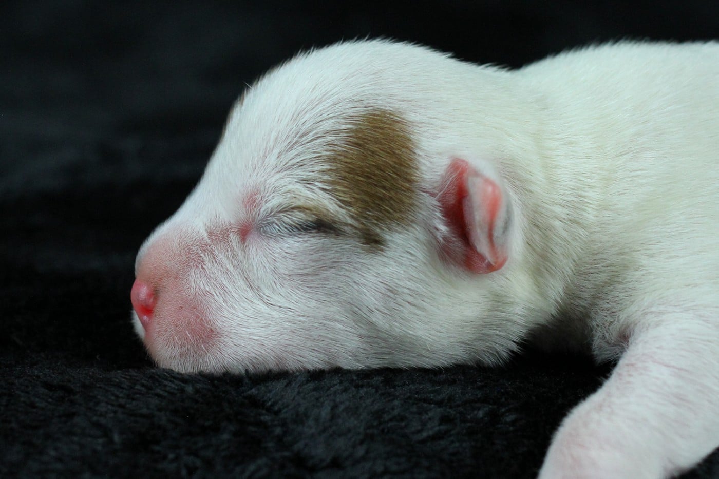 CHIOT 6