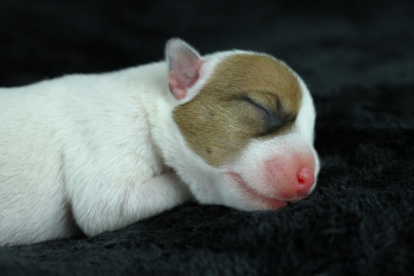 CHIOT 6