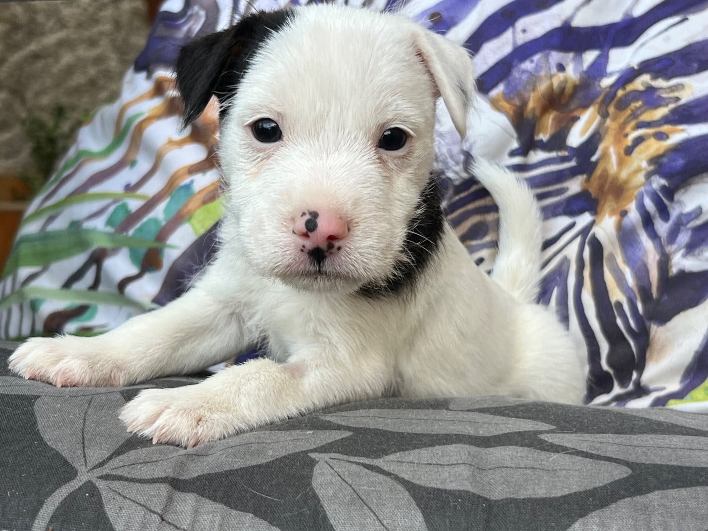 Parson Russell Terrier - des very important Parson