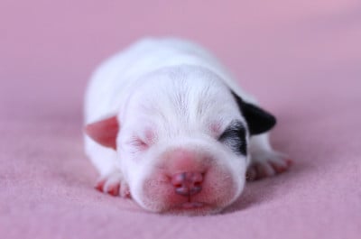 Les chiots de Parson Russell Terrier