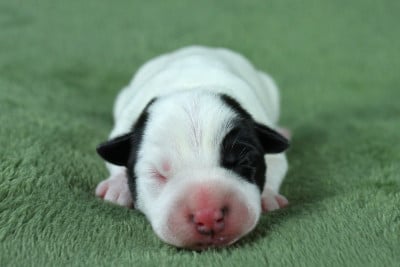 Les chiots de Parson Russell Terrier
