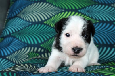 Les chiots de Parson Russell Terrier