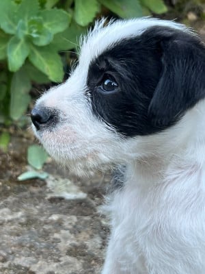 Les chiots de Parson Russell Terrier