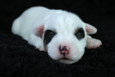 Les chiots de Parson Russell Terrier